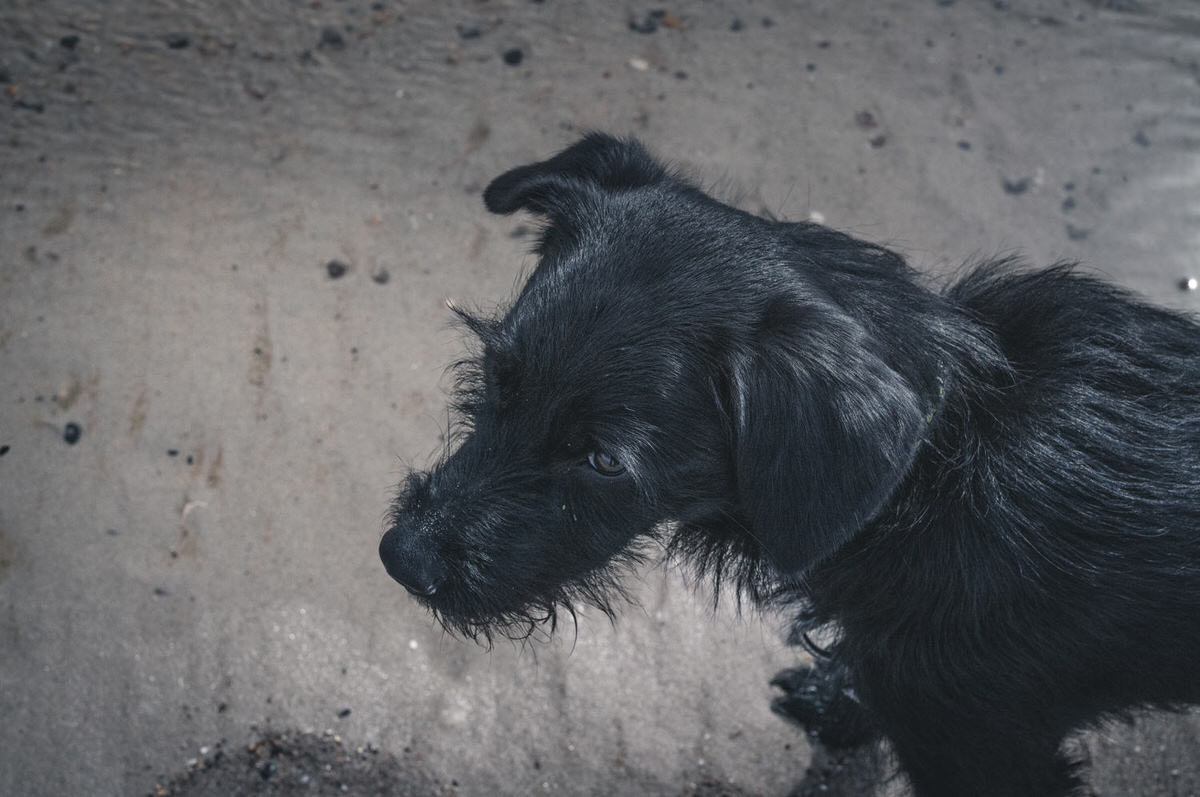 Non Corporate • Beach X Dog